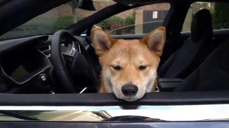 Les partages Tesla et les cotations Shiba Inu ont montré le même résultat en 2022