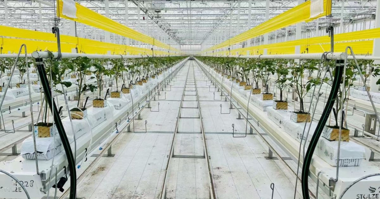 Heat from Bitcoin Mining Warms Canadian Greenhouses with Tomatoes 2